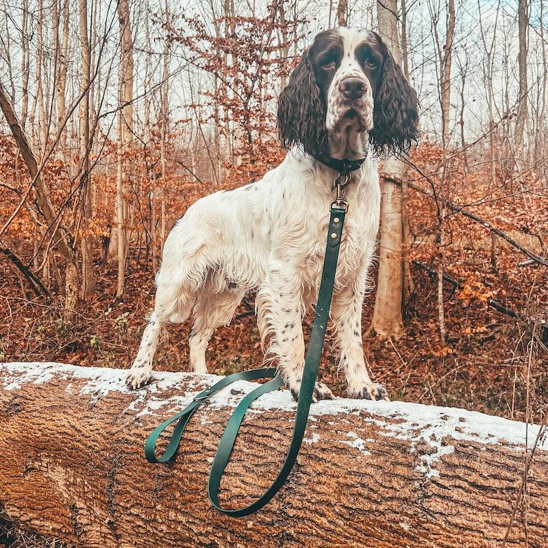 Classy pup - hundesnor - HipsterHound